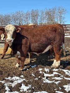 Fullblood Simmental Bulls - Photo 2