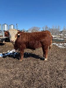 Fullblood Simmental Bulls - Photo 3