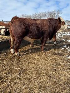 Fullblood Simmental Bulls - Photo 4