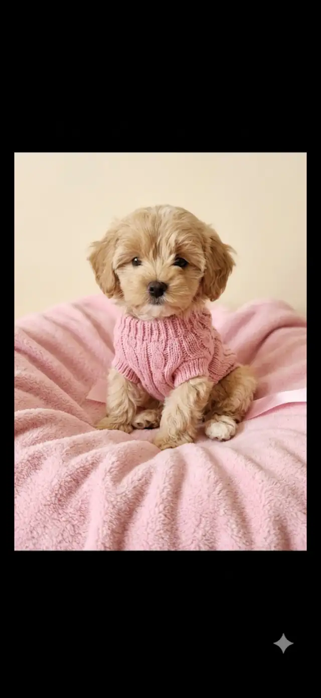 Maltipoo Puppies