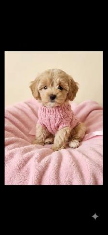 Maltipoo Puppies
