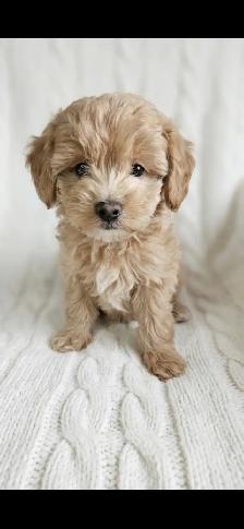 Maltipoo Puppies - Photo 2