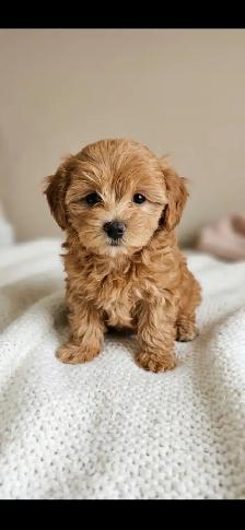 Maltipoo Puppies - Photo 3