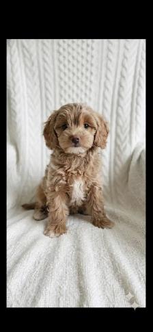 Maltipoo Puppies - Photo 4