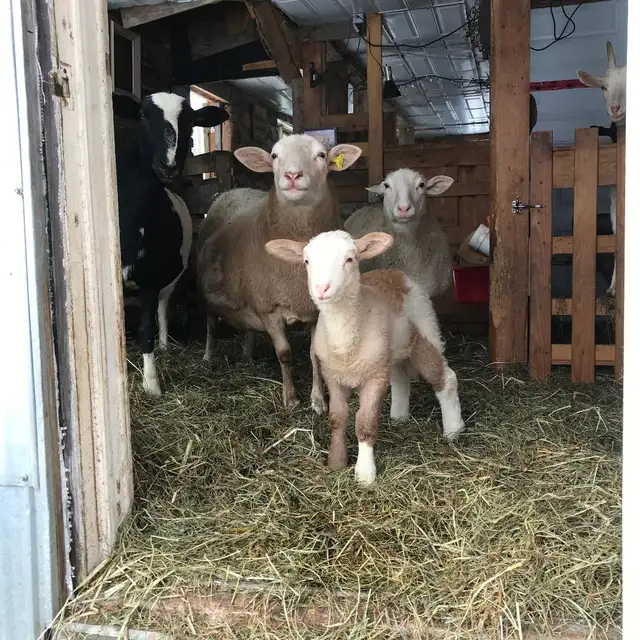 Brebis Katahdin - Ewes and Lambs