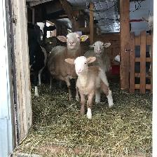 Brebis Katahdin - Ewes and Lambs