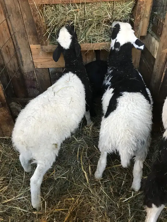 Brebis Katahdin - Ewes and Lambs - Photo 2