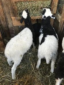 Brebis Katahdin - Ewes and Lambs - Photo 2