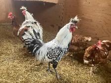 Appenzeller Roosters!