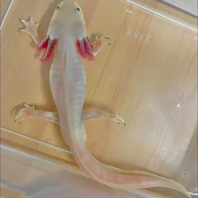 Rehabbed Axolotl Mr. Noodle