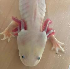 Rehabbed Axolotl Mr. Noodle - Photo 2