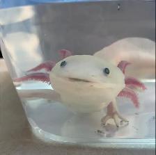 Rehabbed Axolotl Mr. Noodle - Photo 3