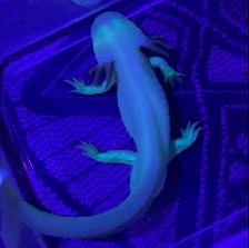 Rehabbed Axolotl Mr. Noodle - Photo 4