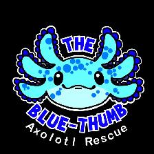 Rehabbed Axolotl Mr. Noodle - Photo 5