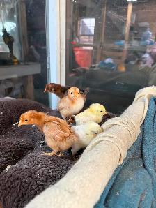 Poussins 5 pour $20 - Photo 2