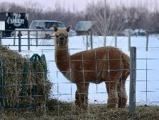 Alpacas for sale
