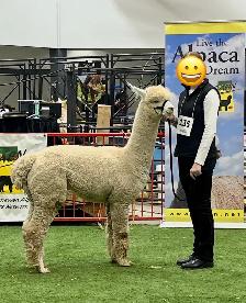 Alpacas for sale - Photo 2