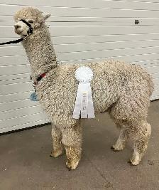 Alpacas for sale - Photo 3