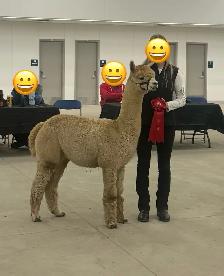 Alpacas for sale - Photo 4