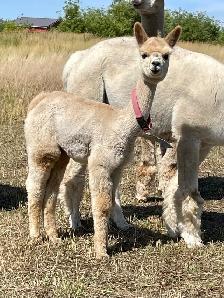 Alpacas for sale - Photo 5