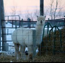 Alpacas for sale - Photo 6
