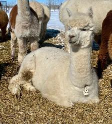 Alpacas for sale - Photo 7