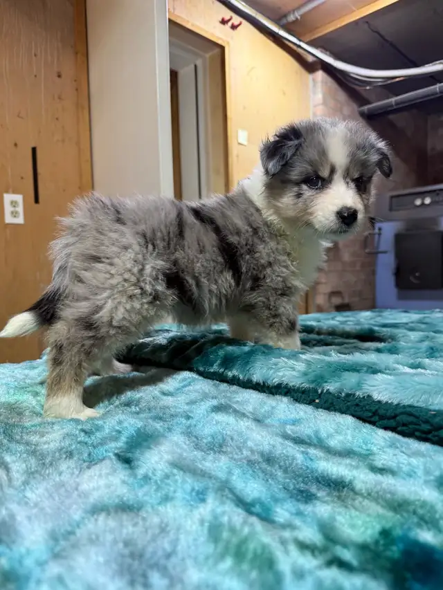 berger australien femelle