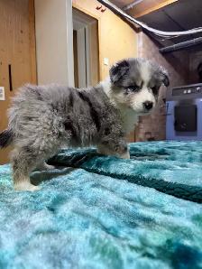 berger australien femelle - Photo 2