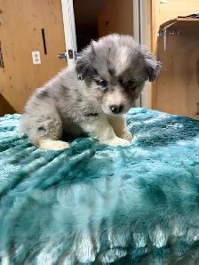 berger australien femelle - Photo 3