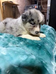 berger australien femelle - Photo 4