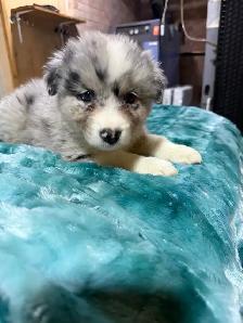 berger australien femelle - Photo 5