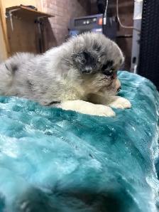 berger australien femelle - Photo 6