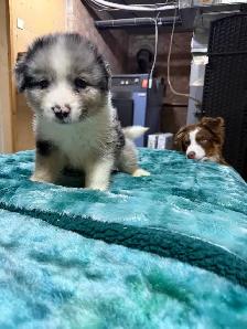 berger australien femelle - Photo 7