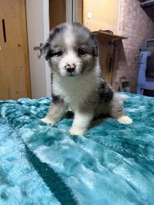 berger australien femelle - Photo 8