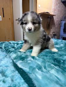 berger australien femelle - Photo 9