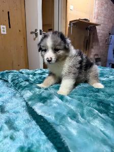 berger australien femelle - Photo 10