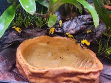 grenouilles Tinctorius Citronella 5 disponible