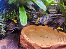 grenouilles Tinctorius Citronella 5 disponible - Photo 2