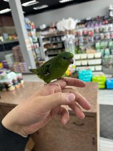 Toui catherine nourri a la main / handfed toui catherine