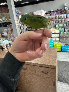 Toui catherine nourri a la main / handfed toui catherine - Photo 2