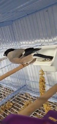Bullfinch Female - Photo 2