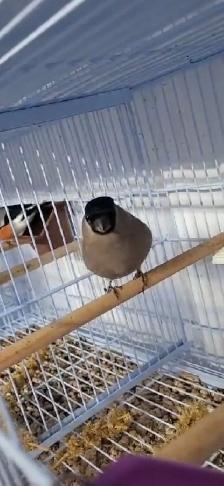 Bullfinch Female - Photo 3
