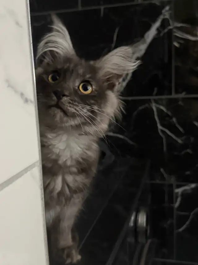 ♥️❣️superbe mainecoon TICA ❣️♥️