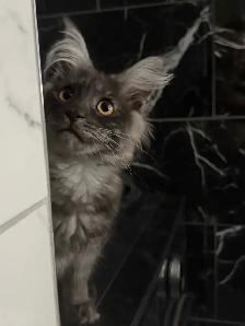 ♥️❣️superbe mainecoon TICA ❣️♥️