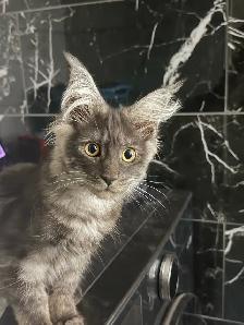 ♥️❣️superbe mainecoon TICA ❣️♥️ - Photo 2