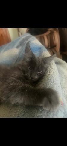 ♥️❣️superbe mainecoon TICA ❣️♥️ - Photo 3