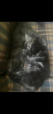 ♥️❣️superbe mainecoon TICA ❣️♥️ - Photo 4