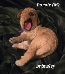 F1B Standard Goldendoodle Puppies