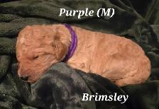 F1B Standard Goldendoodle Puppies - Photo 2