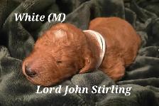 F1B Standard Goldendoodle Puppies - Photo 3